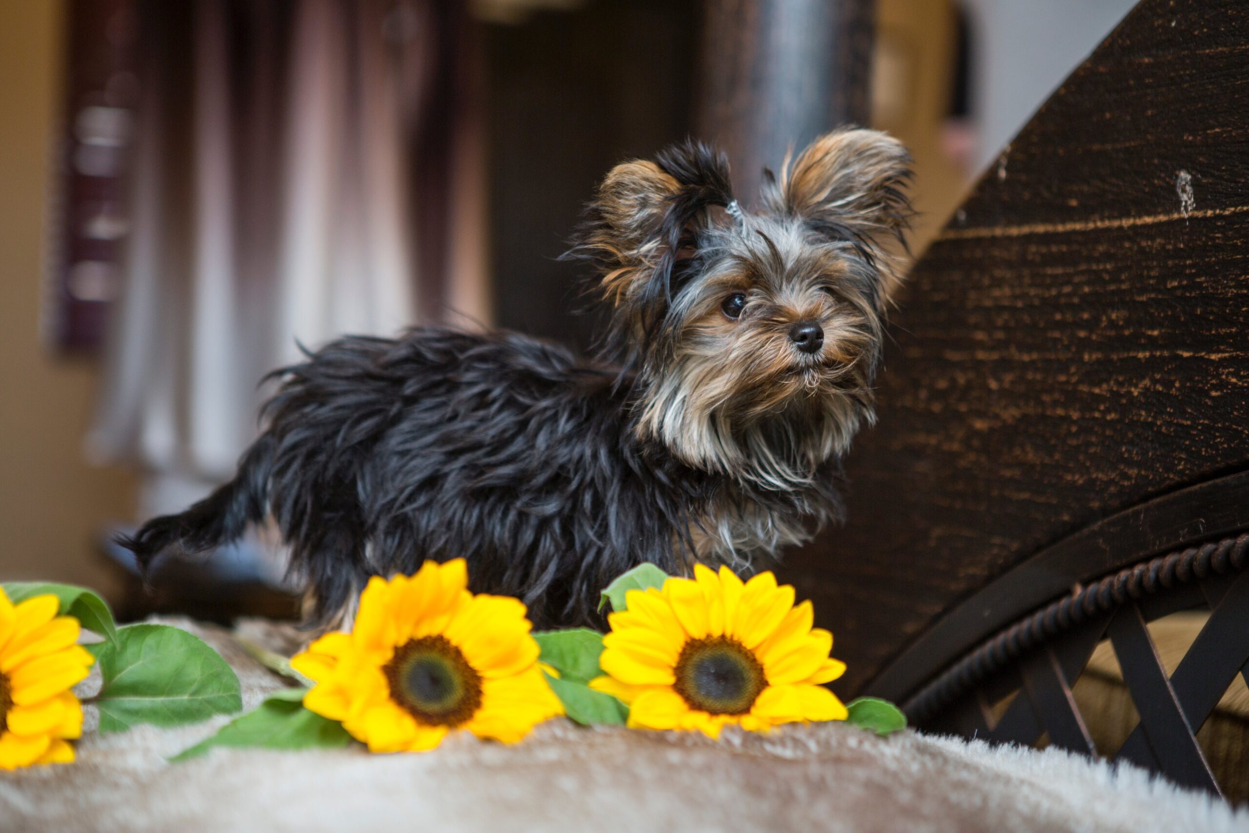 yorkshire terier puppy with sunflowers